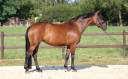 Jument de dressage pr cavalier ambitieux
