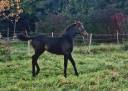 Foal d'avenir