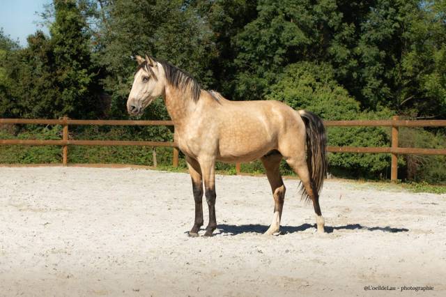 Etalon Lusitanien isabelle
