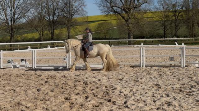 Hongre palomino Irish cob