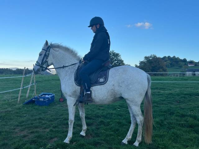 Princessa jument pure race espagnole