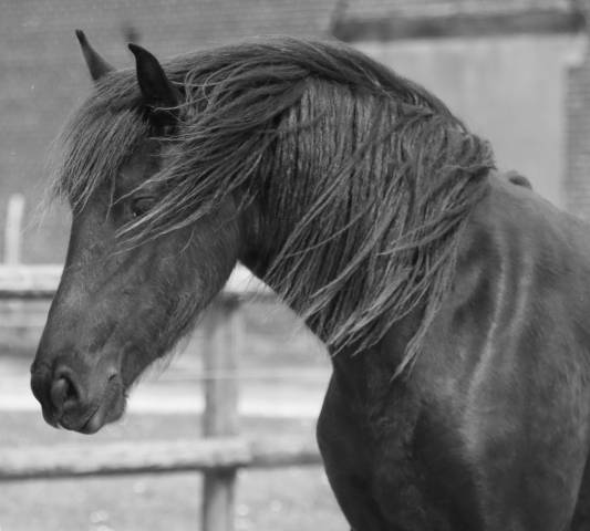 Besserat Blacknight MGC pouliche frisonne a vendre