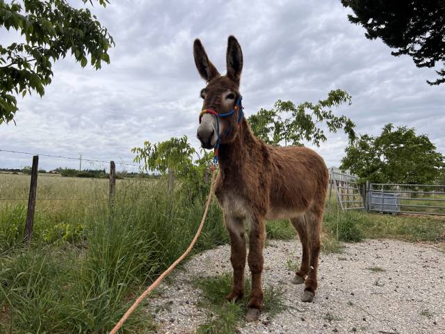 Adorable Anesse de 5 ans toisant 1m40 