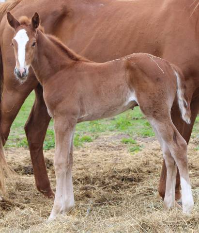 Pouliche SF Bingo st hermelle x Quaprice Bois Margot