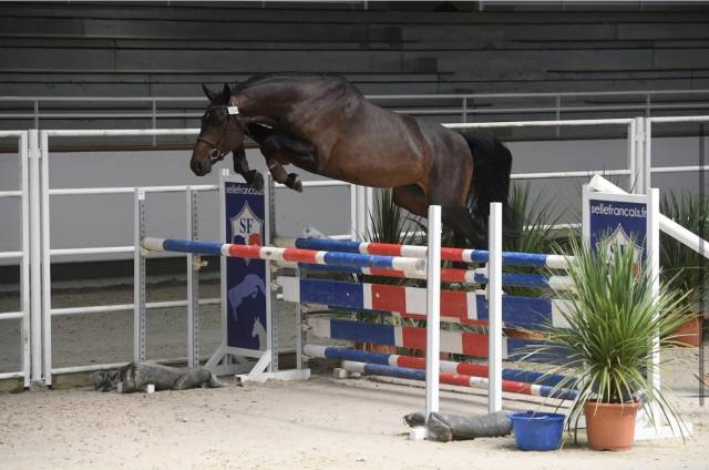 Cheval Selle Fran&ccedil;ais 