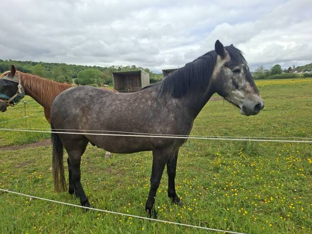 HONGRE  4 ANS  BARBE ARABE POUR ENDURANCE  6500 &euro;