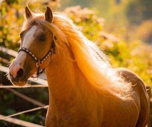 TANGO: Ib&eacute;rique PALOMINO &agrave; la vente en France 
