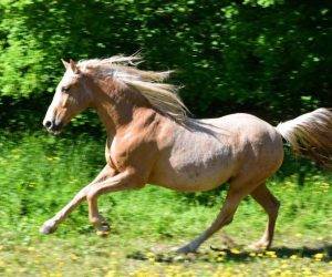 TANGO: Ib&eacute;rique PALOMINO &agrave; la vente en France 