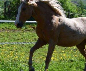 TANGO: Ib&eacute;rique PALOMINO &agrave; la vente en France 