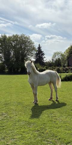 Pouliche welsh cob D creme 