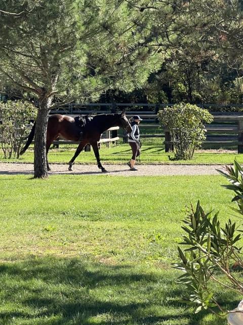 Aide &eacute;curie priv&eacute;e & chevaux