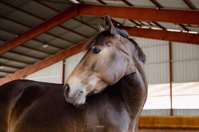 &Agrave; vendre ponette PFS taille D 9 ans - Directeur &eacute;leveur