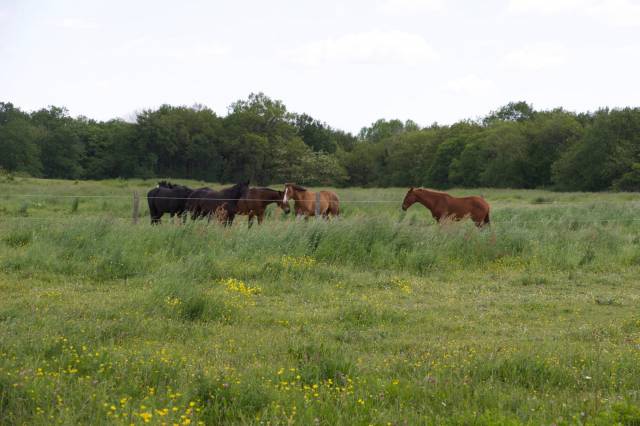 Situ&eacute;e dans le Maine-et-Loire (49), &agrave; proximit&eacute; de Saumur, ce