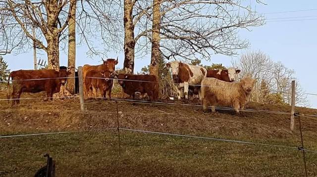 Pension pour cheval en retraite