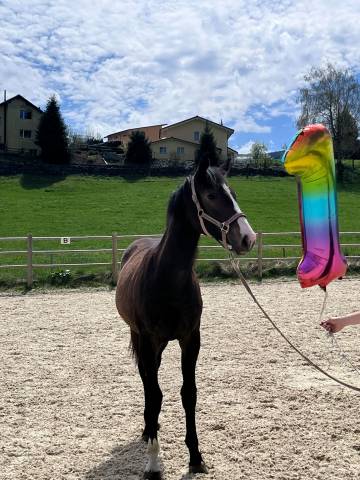 Pouliche 2025 Caribis Z X Fidji du Fleury 