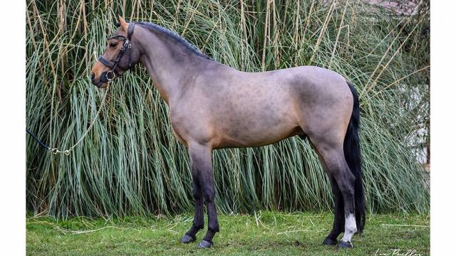 Excellent poney &Agrave; VENDRE 