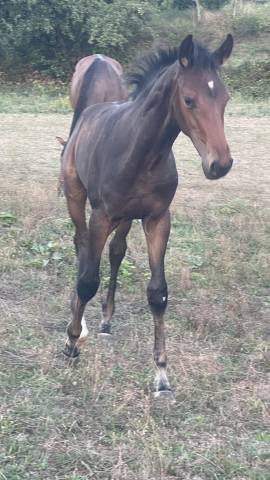 Tr&egrave;s beau poulain SF &agrave; r&eacute;server(Dartagnan de Belliard)