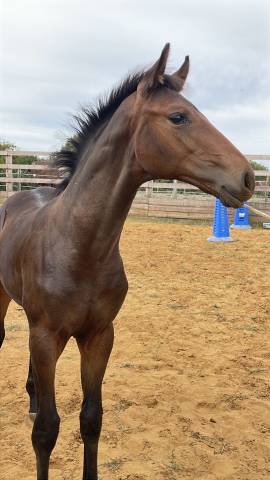 Tr&egrave;s beau poulain SF &agrave; r&eacute;server(Dartagnan de Belliard)