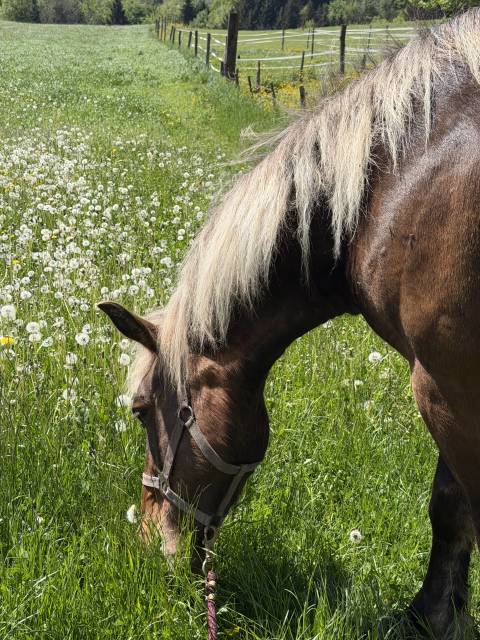Jim-Love - Cheval &agrave; vendre 