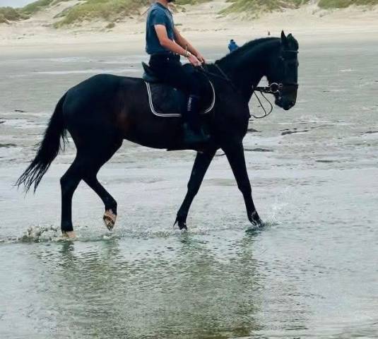 Superbe hongre polyvalent &agrave; vendre