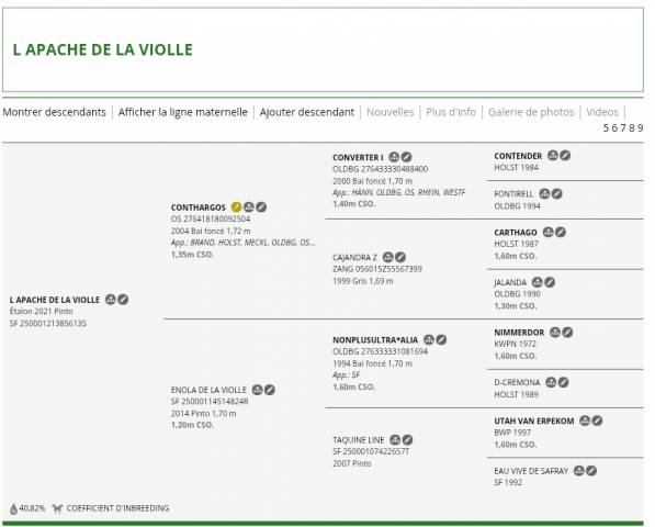 Poulain 2026 top origines 