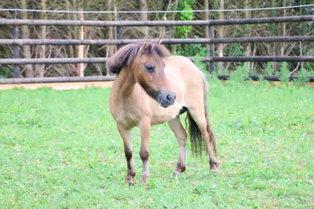 Magnifique ponette