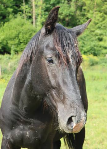 AV - OBI ONE du CERF (DIARADO) - 2 ans