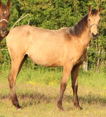 Pouliche SF 1 an isabelle