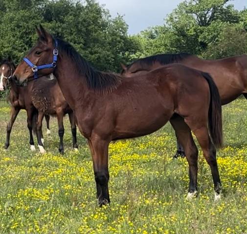 Poulain male SF 1 an Catchar mail x eyken des fontenis 