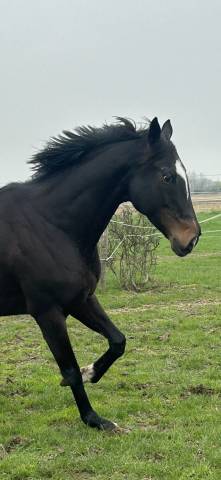PENNY - 8ans - 1m64
