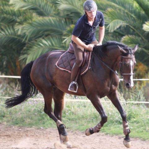 Cheval &agrave; donner ( 200&euro; pour la validation)
