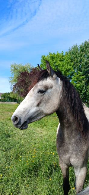 Olwen du Montm&eacute;lian - Ponette Connemara de 2 ans 