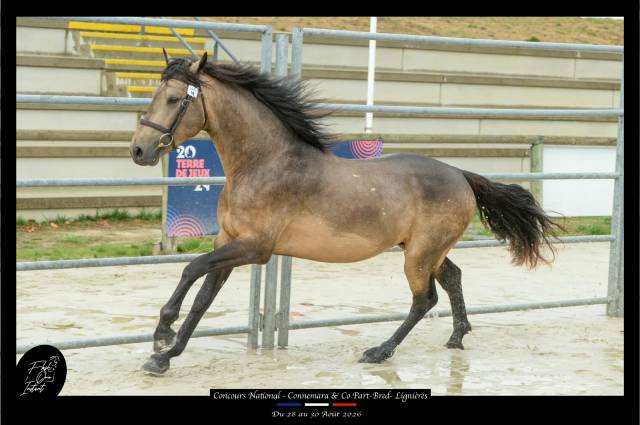 Etalon Connemara 4 ans Buckskin approuv&eacute; Co