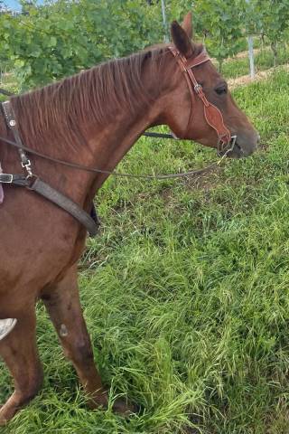 Frozen Twister Doc &ndash; Hongre Quarter Horse plein papie