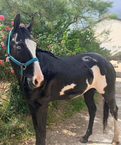 Lewis Wonder Olena &ndash; &Eacute;talon Paint Horse plein papiers