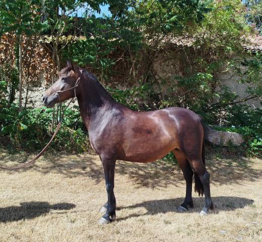 ponette 143 cms - 7 ans