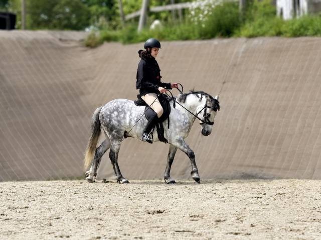 Poney fran&ccedil;ais de selle PP