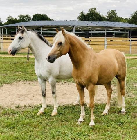 Au pair avec les chevaux / Au Pair mit Pferden