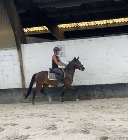 Poney New Forest de 3 ans 