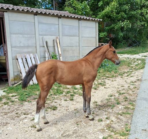 Jolie pouliche FM &agrave; vendre