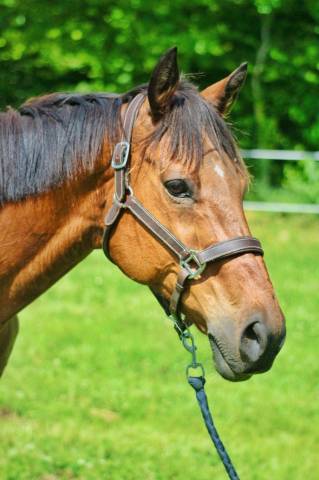 Lot 2 Hongres - Loisirs, Comp&eacute;tition, Famille, Club