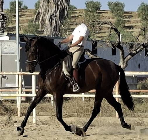 Superbe jument PRE noire Dressage