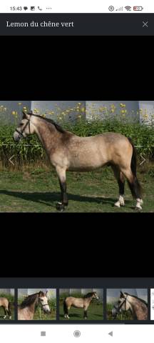 Poney D sport 