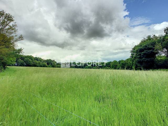 Terrain &agrave; vendre dans la For&ecirc;t de Broc&eacute;liande