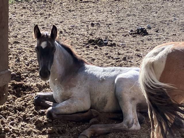 Magnifique foal m&acirc;le welsh part bred