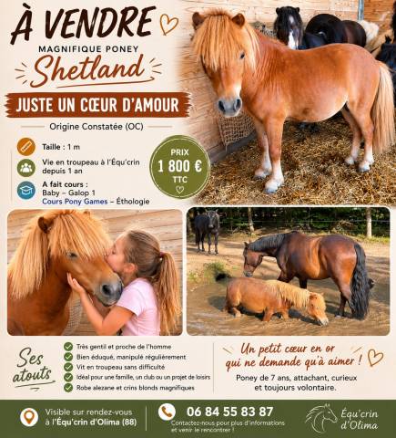 vends  shetland 1m oc nomme "JUSTE UN COEUR D AMOUR"