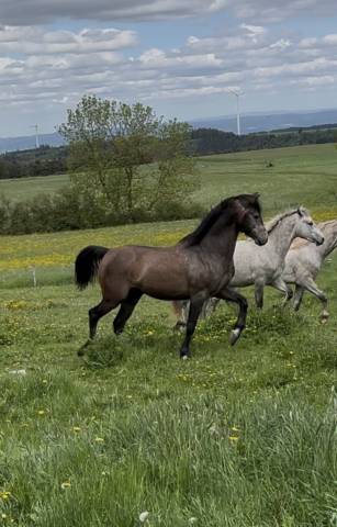 Etalon de sport de 5 ans pour c complet, attelage, etc