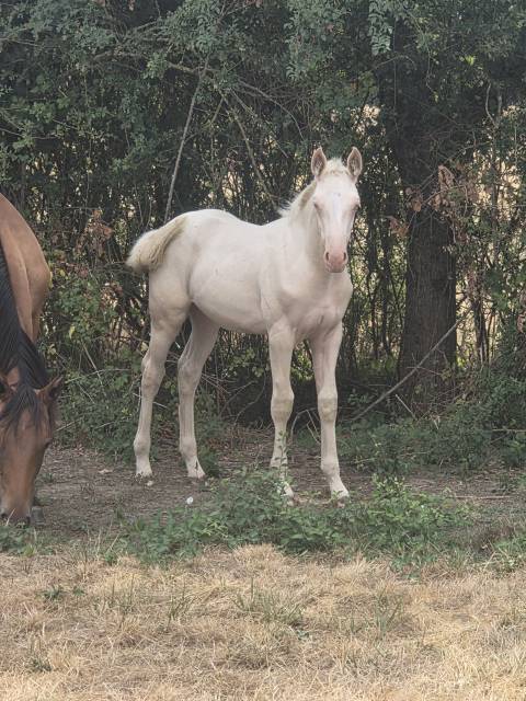 Pouliche PP Quarter horse cr&egrave;me 