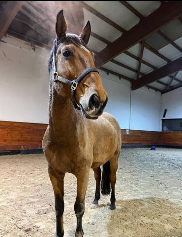 Cheval de compagnie 