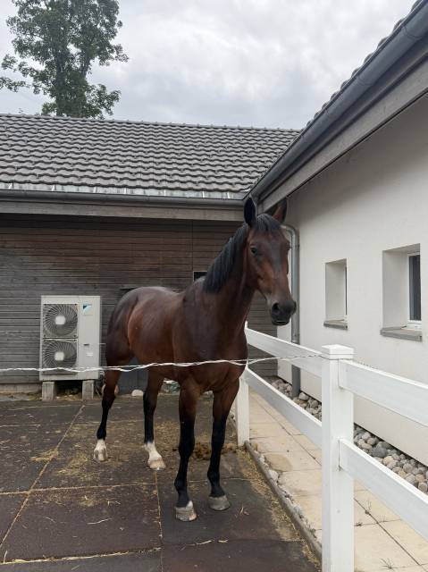 &Agrave; vendre jeune cheval 